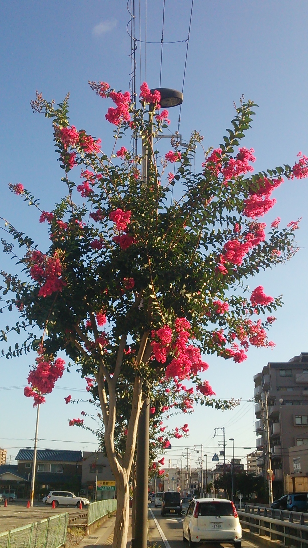 街路樹の赤い花 綺麗 と思ったけど アンチエイジグ生活